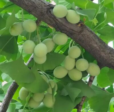 星空体育品牌提示降温以后，坚持吃这四种食物，补微量元素